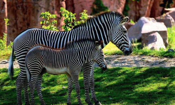 Zebras grazing in grass